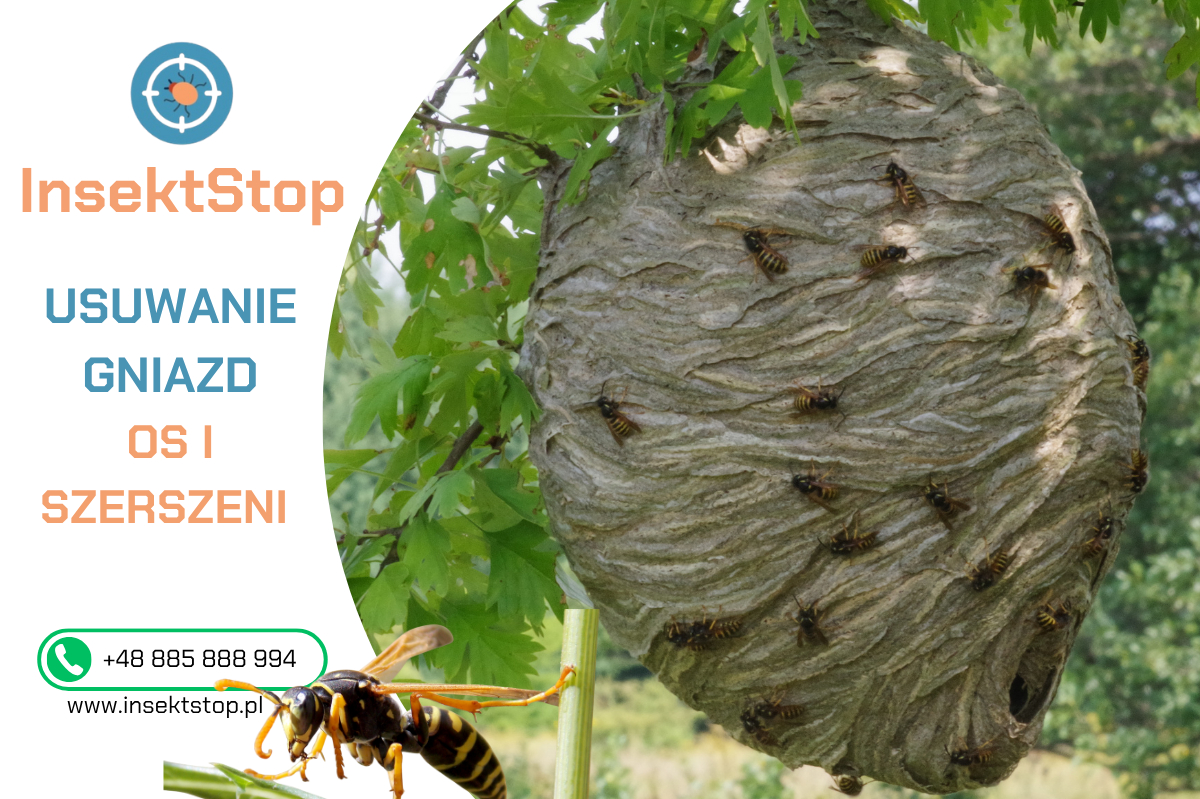 jak zwalczyć osy InsektStop